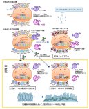 ゲノム編集技術を用いて拒絶反応のリスクが少ないiPS細胞を作製