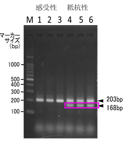 薬剤抵抗性害虫の被害を防ぐガイドライン案を公開