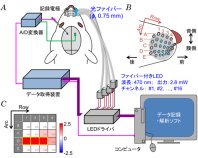 触覚パターンを瞬時かつ鋭敏に把握するメカニズムの解明