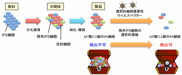 iPS細胞由来の移植細胞中に残存する未分化iPS細胞検出法の高感度化に成功