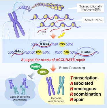 遺伝情報を正確に守るための新たなDNA修復メカニズム