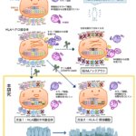 ゲノム編集技術を用いて拒絶反応のリスクが少ないiPS細胞を作製
