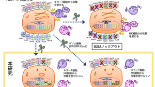 ゲノム編集技術を用いて拒絶反応のリスクが少ないiPS細胞を作製
