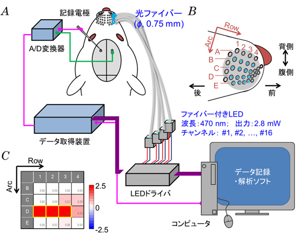 触覚パターンを瞬時かつ鋭敏に把握するメカニズムの解明