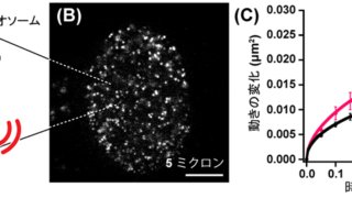 遺伝子が転写される際のDNAの「動き」を生きた細胞の中で捉えた