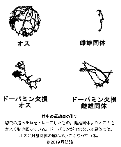 性別による行動の違いを生み出す脳内物質の働きを発見～ドーパミンが性別による行動の差を生み出す～
