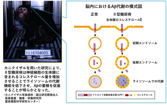 Ⅱ型糖尿病がアルツハイマー病の主病変蛋白質であるAβの蓄積を加速化させるメカニズムを解明した