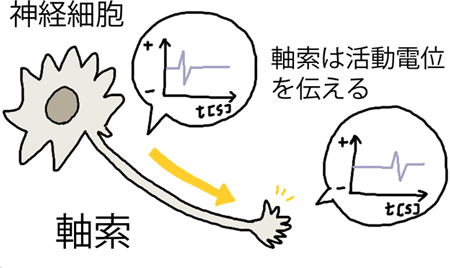 大脳の領域同士の「つながり」をまねた人工神経組織をヒトiPS細胞から作製