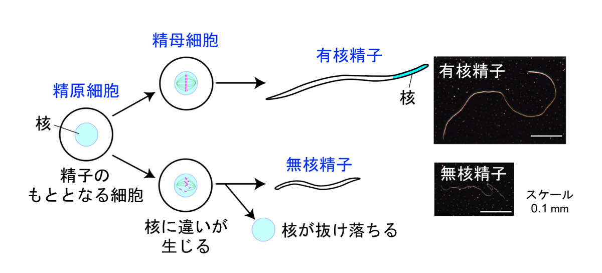 カイコの「核を持たない精子」の形成に関わる遺伝子の特定に成功