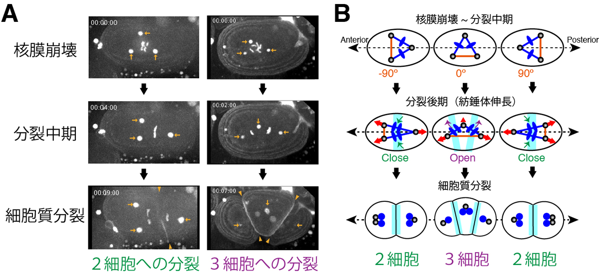 2つに分裂するか、3つに分裂するか、それが問題だ