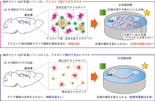 認知機能の低下には、アミロイド斑の形成と神経炎症がかかわることを見出した。