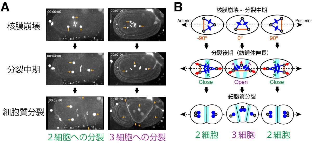2つに分裂するか、3つに分裂するか、それが問題だ 2つに分裂するか、3つに分裂するか、それが問題だ