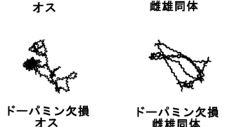 性別による行動の違いを生み出す脳内物質の働きを発見～ドーパミンが性別による行動の差を生み出す～