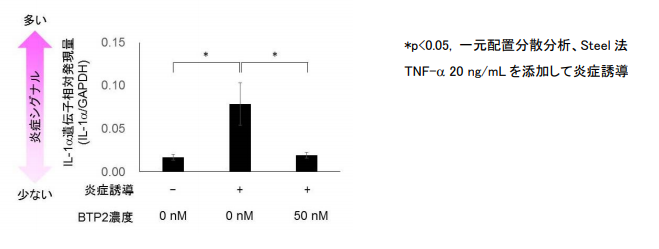日本で初めて細胞の感覚センサーであるTRPM4 が表皮角化細胞の免疫反応を制御していることを確認