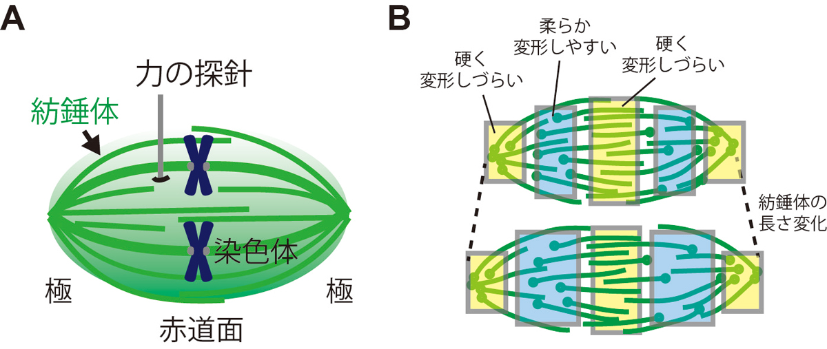 染色体分配装置の硬さと柔らかさ