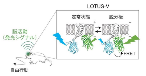 生物発光で複数マウスの脳活動を同時にライブ観察