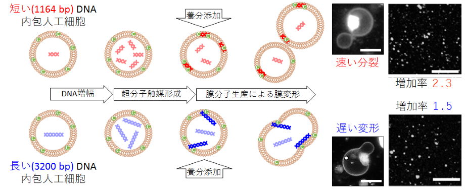 人工細胞において､DNAの長さが分裂を制御することを解明