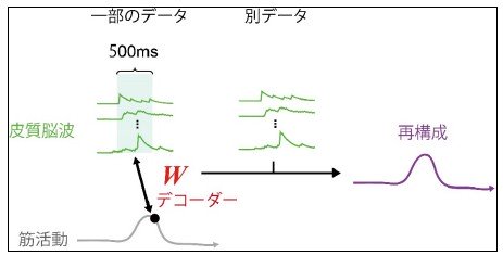 自由行動中のサルの脳活動から筋活動情報を解読することに成功
