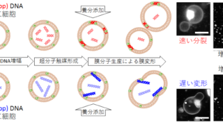 人工細胞において､DNAの長さが分裂を制御することを解明