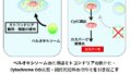 細胞内小器官ペルオキシソームの新たな機能を発見