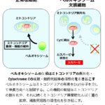 細胞内小器官ペルオキシソームの新たな機能を発見