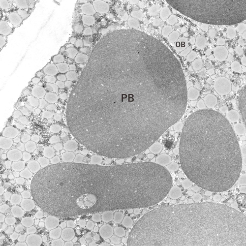 ダイズの油の品質と収量を向上させる新たな仕組みの発見