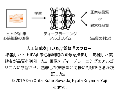 人工知能を用いたヒトiPS由来細胞培養の品質管理法の開発