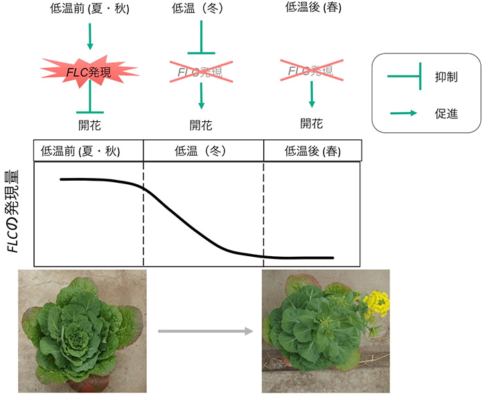 ハクサイの開花を制御するメカニズムを解明 ページ 2 テック アイ生命科学