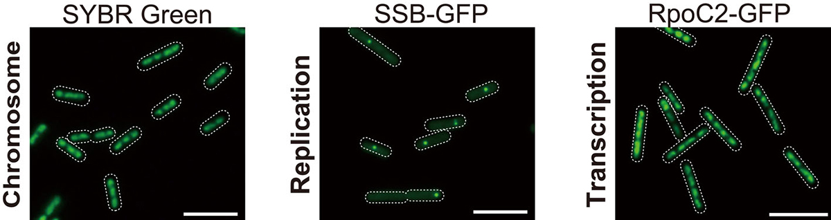 バクテリアにおける多コピーゲノムの複製制御と意義