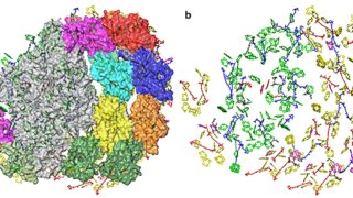 巨大な集光アンテナをもつ光化学系Ⅰの立体構造を解明～太陽光エネルギーの高効率利用に前進～