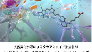 アルツハイマー病におけるアミロイド形成制御法を開発~光酸素化によるタウ凝集抑制効果を解明～