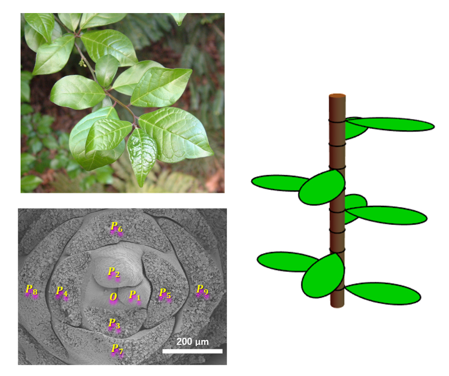 植物の葉の配列における対称性の破れ