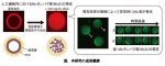 細胞分裂面を決める波を人工細胞内で安定的に発生させる条件の解明 細胞分裂面を決める波を人工細胞内で安定的に発生させる条件の解明