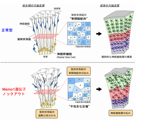 大脳皮質の神経細胞が秩序正しく配置するしくみ
