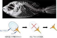 発生機序から紐解くフグ類のトゲの進化の謎～トゲを作るのに必要な遺伝子は他の魚のウロコと同じ～