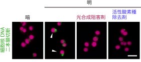 危険な光合成に依存しながら安全に増殖する細胞
