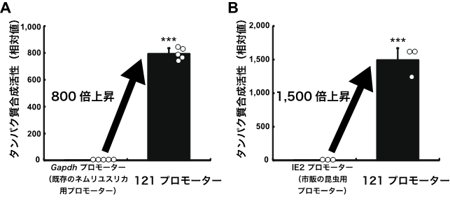 常温乾燥保存可能な昆虫細胞で強力に働く遺伝子のスイッチを発見