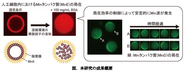 細胞分裂面を決める波を人工細胞内で安定的に発生させる条件の解明