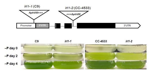 藻類のオイル生産を制御する因子を同定