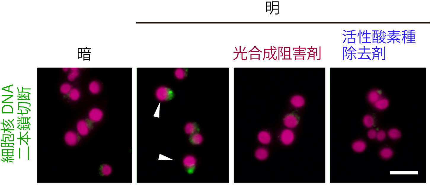 危険な光合成に依存しながら安全に増殖する細胞