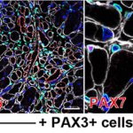 ダイレクトリプログラミング技術によるヒト骨格筋幹細胞の作成に成功