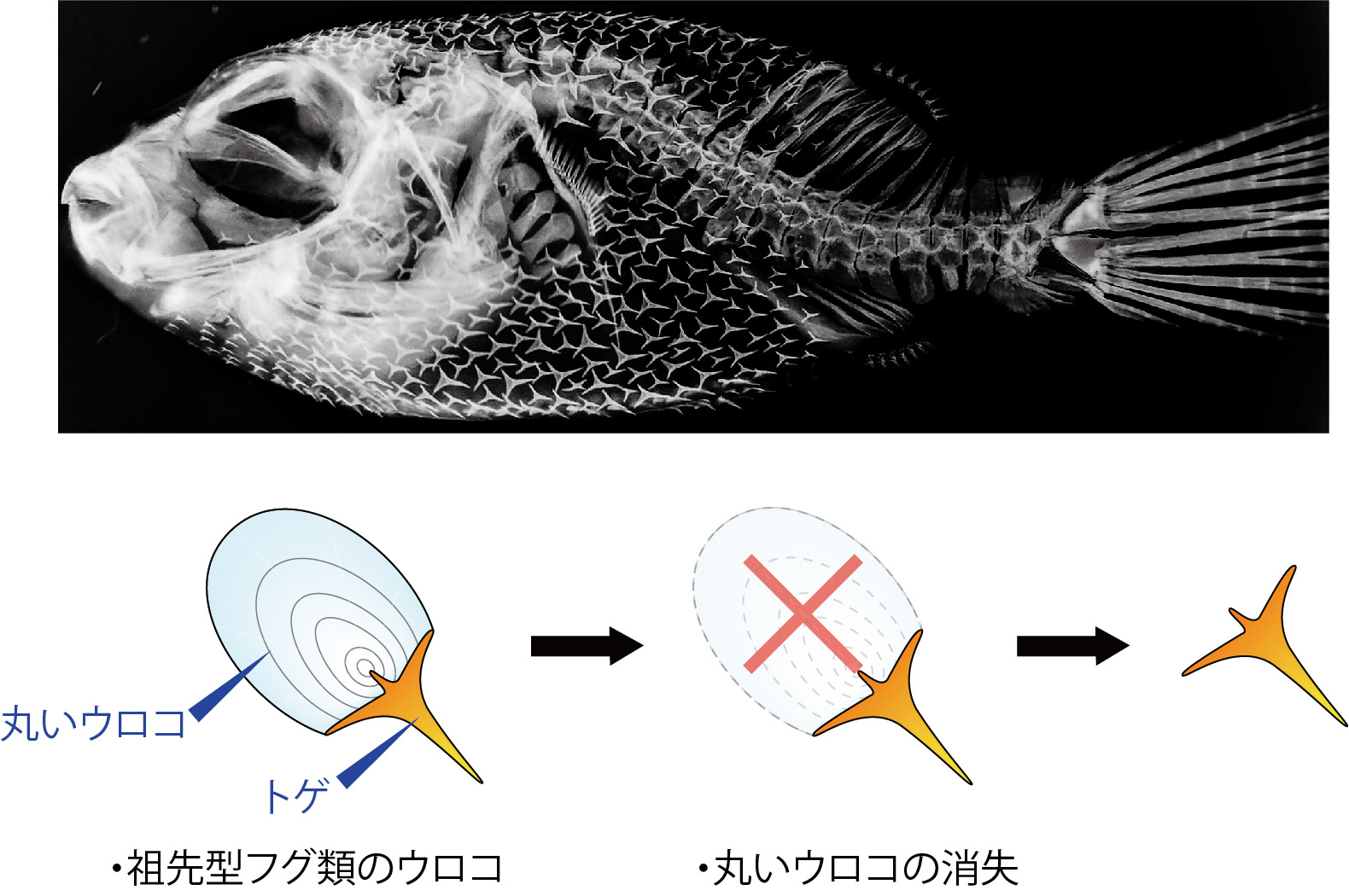 発生機序から紐解くフグ類のトゲの進化の謎～トゲを作るのに必要な遺伝子は他の魚のウロコと同じ～