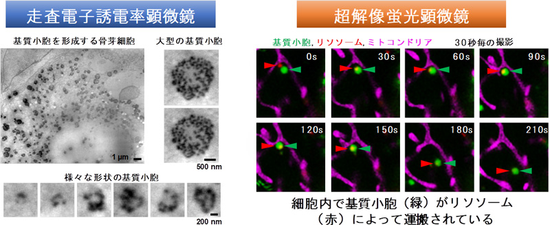 ナノレベルで生きたまま観察！骨形成の初期過程を解明