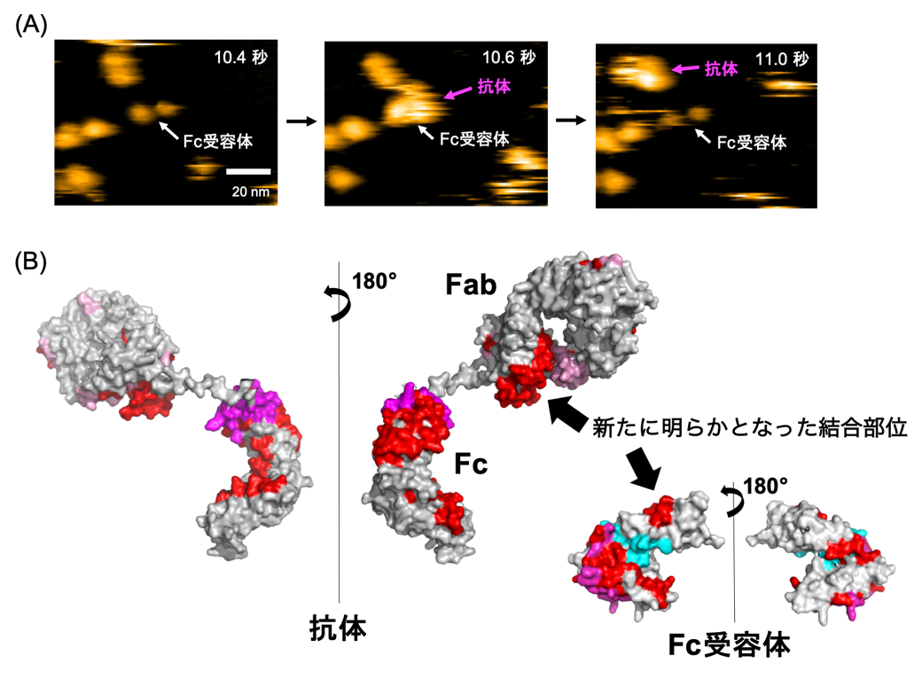 免疫学の常識を覆す！抗体と受容体の新たな結合部位の発見