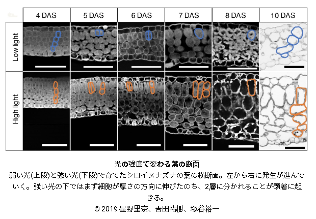 強い日差しに対応して葉がその厚さを変える仕組みを解明～二段構えで強い日差しに適応！～