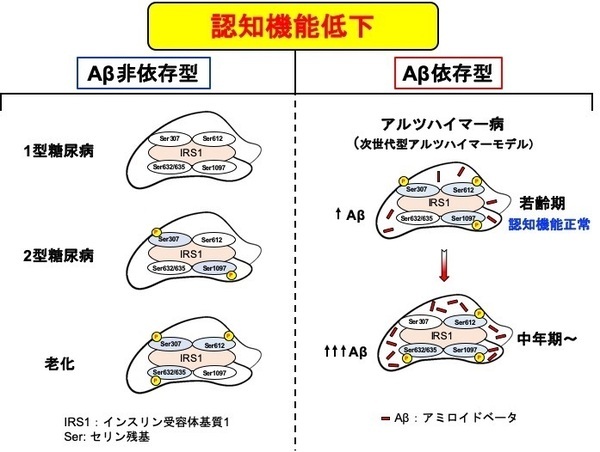 脳インスリンシグナルの変化は2型糖尿病および老化に伴うアミロイド非依存型の認知機能低下に連動