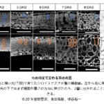 強い日差しに対応して葉がその厚さを変える仕組みを解明～二段構えで強い日差しに適応！～