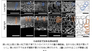 強い日差しに対応して葉がその厚さを変える仕組みを解明～二段構えで強い日差しに適応！～