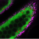 イネの花粉形成を司る葯タペート細胞でオートファジーの可視化に成功
