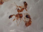 千葉県柏市におけるアカカミアリの確認について